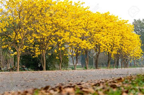 Paling Bagus 20+ Gambar Bunga Sakura Kuning - Gambar Bunga Indah