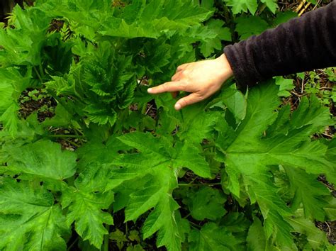 Gardentalk — Harvesting and using wild celery and devil's club