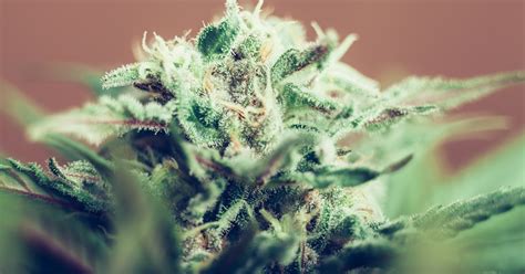 The 10 Best Indica Strains | Strongest Indica | The Spot 420