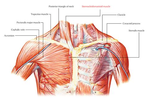 Sternocleidomastoid – Earth's Lab