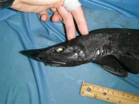 CATSHARKS - A new species of demon catshark pulled from the depths of the Indian Ocean this ...