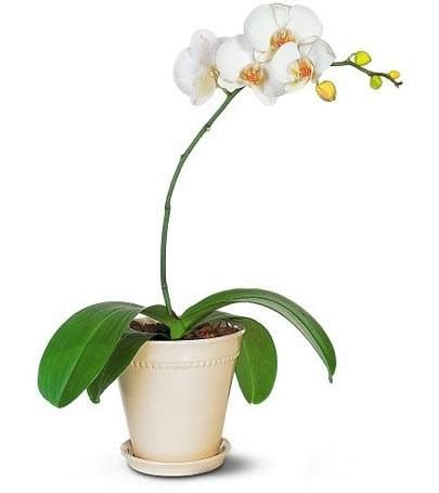 Caring for Houseplants - Palmers Garden Centre