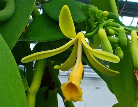 How to Care For Vanilla Orchid | Plantly