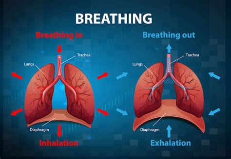 Normal Breathing and Respiration (Explained)