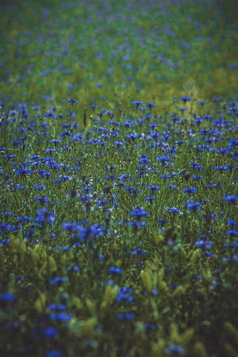 Lavender, wildflowers, flowers, glade, flowering, grass, HD phone ...