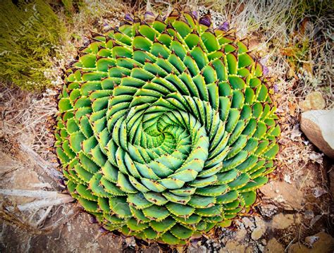 Aloe Polyphylla - Grow and Care Guide - Plants Spark Joy