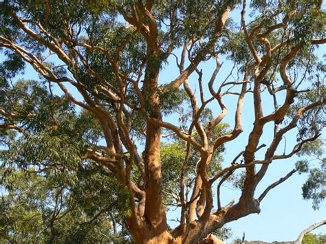 Daily Planner: Court Holds That Mature Sydney Redgum Tree May Be Removed to Make Way for New House