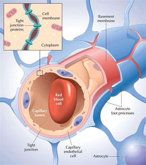 Blood-brain barrier | RIT