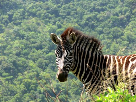 Young Zebra Free Stock Photo - Public Domain Pictures