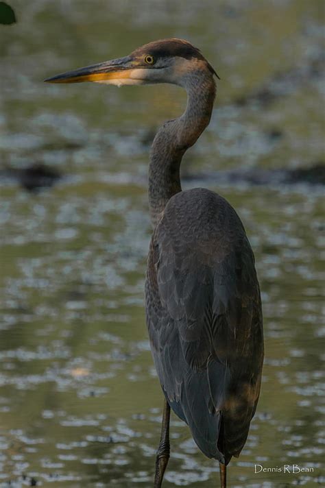 King Heron Photograph by Dennis Bean - Fine Art America