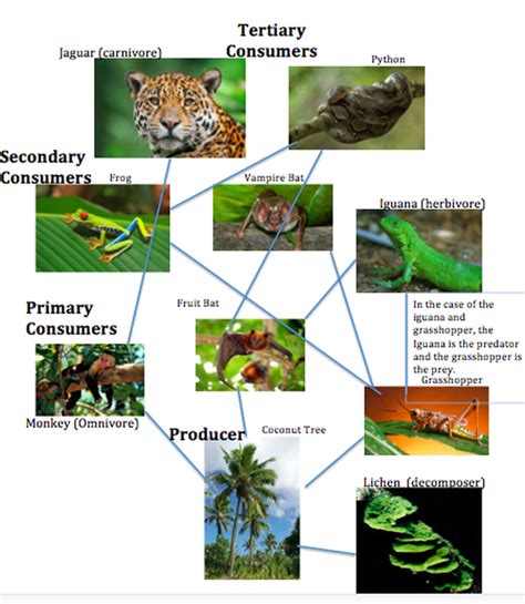 Tropical Rainforest Food Chain Pictures Examples