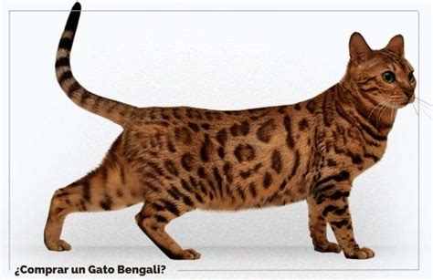 ¿Comprar gato Bengalí? Que no te engañen | FeelCats