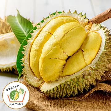 Best Durian in Singapore | Top 5 Singapore Favourites