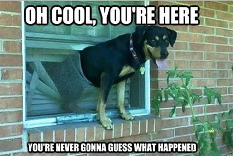 50 Funniest Dog Memes Of All Time