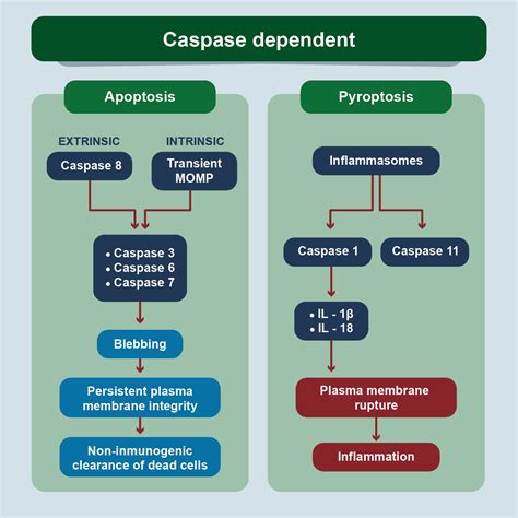 PROGRAMMED CELL DEATH. REVIEW AND ITS IMPACT IN COVID-19