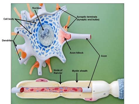 Nervous System Projects Neuron Model Neurons | My XXX Hot Girl