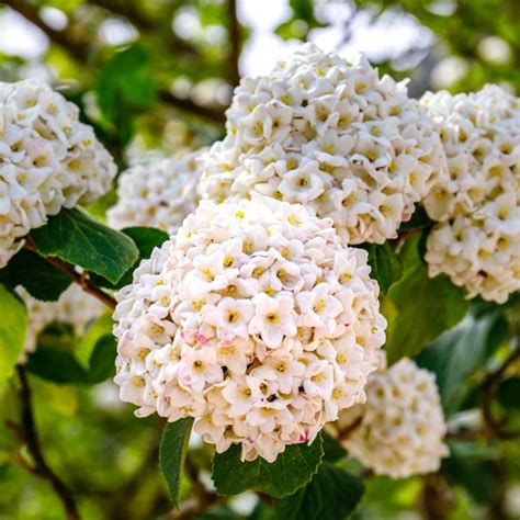 Korean Spice Viburnum (Viburnum carlesii): Fragrant Blooms & Brilliant ...