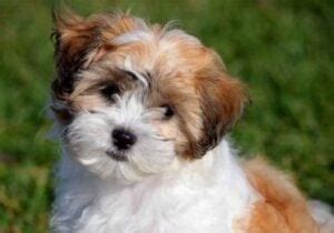 6 Types of Yorkie Poo Haircuts with Pictures! (2024) - We Love Doodles