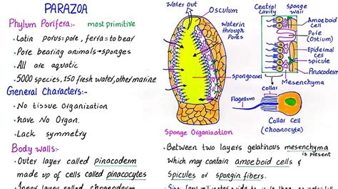 Phylum Porifera | subkingdom parazoa | general characteristics | class 11 - YouTube