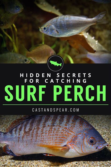 Catch More Surf Perch! | Surfing, Fish, Inshore fishing