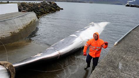 Commercial whaling may be over in Iceland