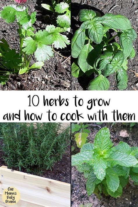 10 Herbs to Grow and How to Cook With Them | Easy herbs to grow, Home vegetable garden, Herbs