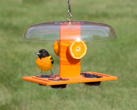 Diy Oriole Feeder - 15 Easy Plans For Your DIY Bird Feeders ...