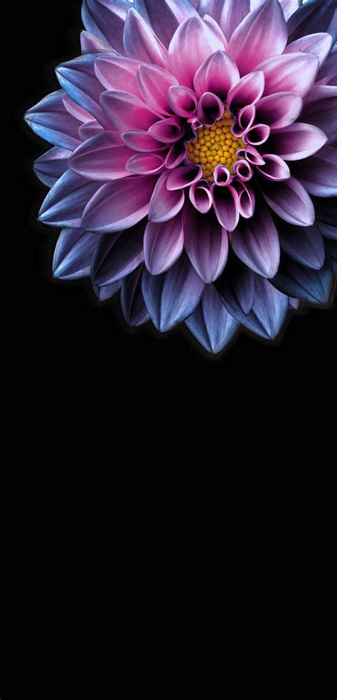 Dahlia, flower, flowers, pink, HD phone wallpaper | Peakpx