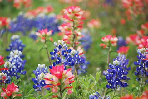 The Benich Family: Texas Wildflowers