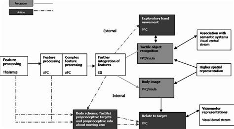 An outline of the proposed model. Dark grey boxes and broken lines ...