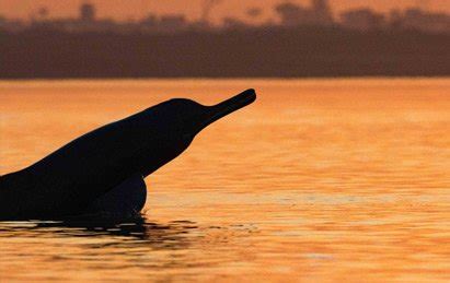 Indus river dolphin - River Dolphins