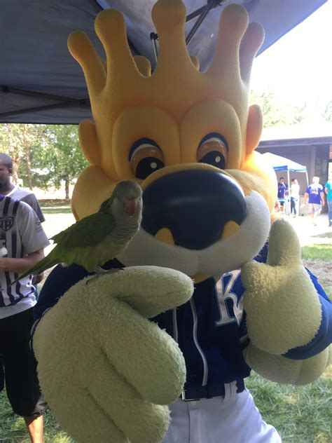 KC Royals mascot Sluggerrr with Tucker the Quaker. She liked his crown & fuzzy hands! : r/parrots