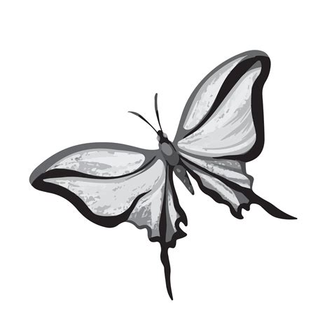 Grayscale butterfly vector illustration isolated on square white ...