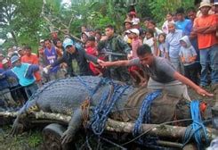 Lolong the Giant Crocodile Captured in Philippines - Crocodile Facts