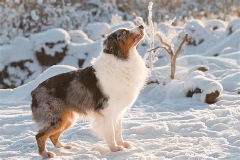 Why Do Australian Shepherds Have Docked Tails? | Anything German Shepherd