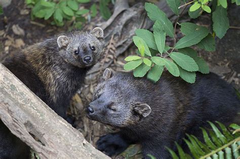 Fisher - Martes pennanti | Wildlife Journal Junior