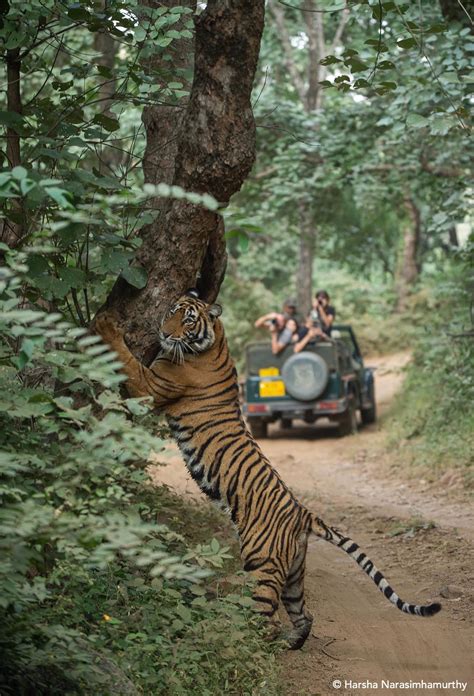 Emerging Trends in Wildlife and Tiger Tourism in India - Centre for Wildlife Studies