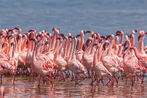 Flamingos in Lake Nakuru - Jim Zuckerman photography & photo tours