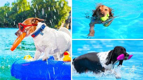 Fun in the Sun: Top Rated Dog Pool Toys for Summer