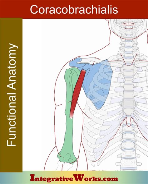 Coracobrachialis - Functional Anatomy - Integrative Works