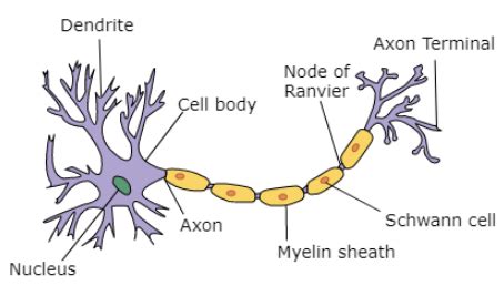 Main parts of neurons are ............. andA. Cell body, AxonB. Axon hillock, synaptic knobC ...