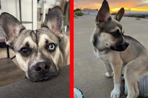 French bulldog and husky mix conquers hearts on the internet!