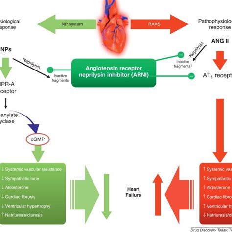 (PDF) Angiotensin receptor-neprilysin inhibition with LCZ696: A novel approach for the treatment ...