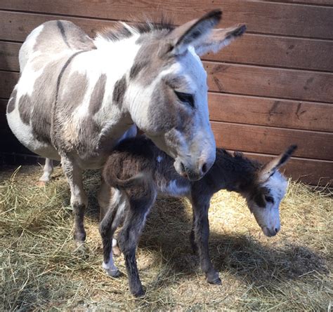 Miniature Donkey - The Livestock Conservancy