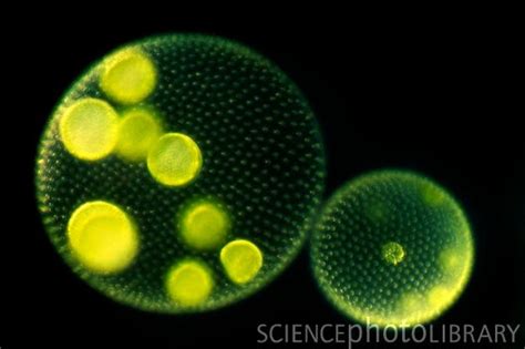 Green algae colonies | Science images, Algae cell, Green algae