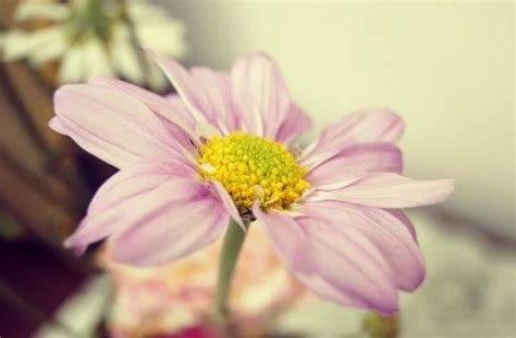 Cosmos Flower Meaning: Everything You Need to Know – Gardening Brain