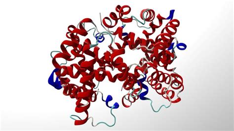 Hemoglobin - 3D model by Holoxica [adbca6b] - Sketchfab