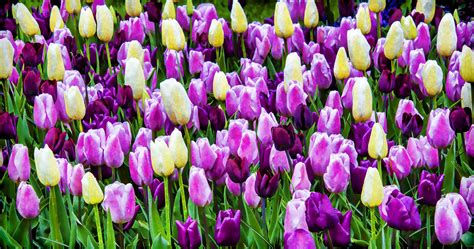 Purple Yellow Tulips Free Stock Photo - Public Domain Pictures