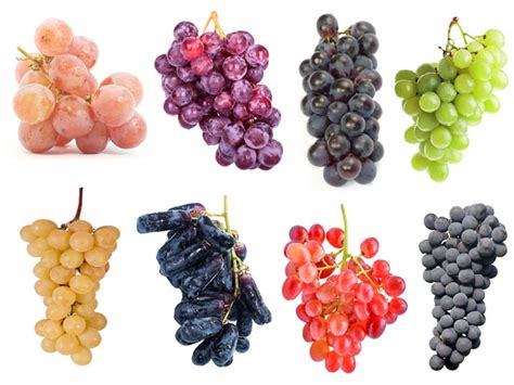 Types of Grapes: 20 Different Grape Varieties with Pictures and Names