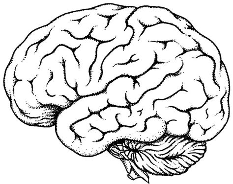 Pin by Nancy Machmer on Growth Mindset | Brain drawing, Brain diagram, Brain art